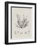 Charcoal & Linen Seaweed I-Henry Bradbury-Framed Art Print