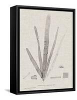 Charcoal & Linen Seaweed II-Henry Bradbury-Framed Stretched Canvas