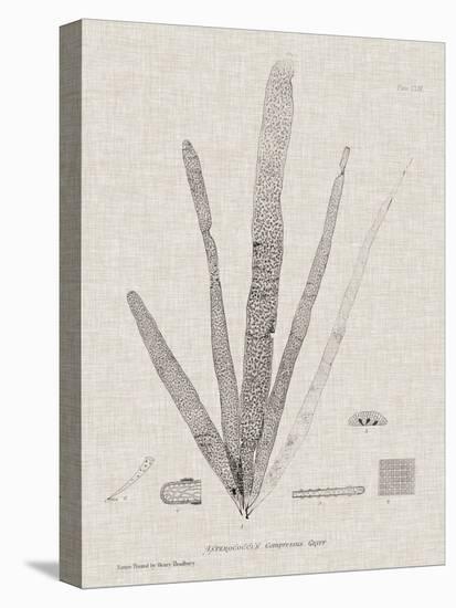 Charcoal & Linen Seaweed II-Henry Bradbury-Stretched Canvas
