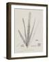 Charcoal & Linen Seaweed II-Henry Bradbury-Framed Art Print