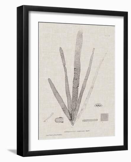 Charcoal & Linen Seaweed II-Henry Bradbury-Framed Art Print