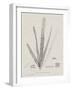 Charcoal & Linen Seaweed II-Henry Bradbury-Framed Art Print