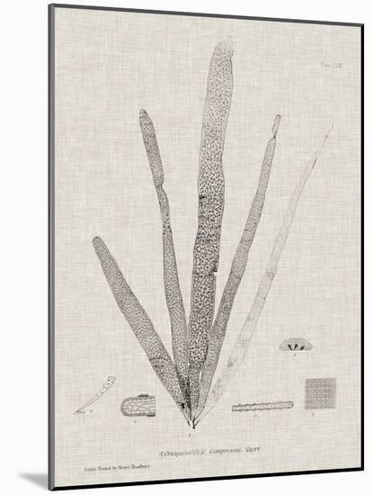 Charcoal & Linen Seaweed II-Henry Bradbury-Mounted Art Print