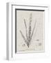 Charcoal & Linen Seaweed II-Henry Bradbury-Framed Art Print