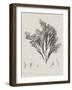 Charcoal & Linen Seaweed V-Henry Bradbury-Framed Art Print