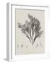 Charcoal & Linen Seaweed V-Henry Bradbury-Framed Art Print