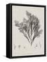 Charcoal & Linen Seaweed V-Henry Bradbury-Framed Stretched Canvas