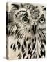 Charcoal Owl I-Jennifer Paxton Parker-Stretched Canvas