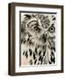 Charcoal Owl I-Jennifer Paxton Parker-Framed Art Print