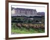 Chardonnay and Pinot Noir Grape Vineyards-Eric Risberg-Framed Photographic Print