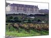 Chardonnay and Pinot Noir Grape Vineyards-Eric Risberg-Mounted Photographic Print