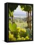 Chardonnay Grapes in the Knudsen Vineyard, Willamette Valley, Oregon, USA-Janis Miglavs-Framed Stretched Canvas