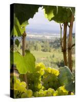 Chardonnay Grapes in the Knudsen Vineyard, Willamette Valley, Oregon, USA-Janis Miglavs-Stretched Canvas