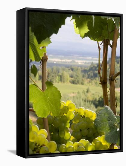 Chardonnay Grapes in the Knudsen Vineyard, Willamette Valley, Oregon, USA-Janis Miglavs-Framed Stretched Canvas