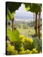 Chardonnay Grapes in the Knudsen Vineyard, Willamette Valley, Oregon, USA-Janis Miglavs-Stretched Canvas