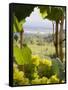 Chardonnay Grapes in the Knudsen Vineyard, Willamette Valley, Oregon, USA-Janis Miglavs-Framed Stretched Canvas