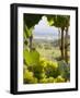 Chardonnay Grapes in the Knudsen Vineyard, Willamette Valley, Oregon, USA-Janis Miglavs-Framed Photographic Print