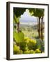 Chardonnay Grapes in the Knudsen Vineyard, Willamette Valley, Oregon, USA-Janis Miglavs-Framed Photographic Print