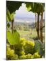 Chardonnay Grapes in the Knudsen Vineyard, Willamette Valley, Oregon, USA-Janis Miglavs-Mounted Photographic Print