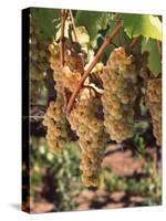 Chardonnay Grapes in Vineyard, Carneros Region, California, USA-null-Stretched Canvas