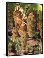 Chardonnay Grapes in Vineyard, Carneros Region, California, USA-null-Framed Stretched Canvas