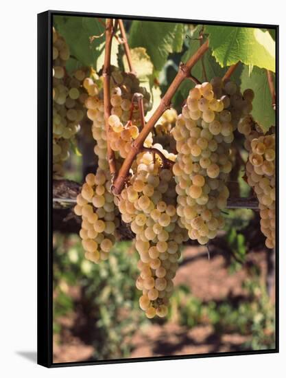 Chardonnay Grapes in Vineyard, Carneros Region, California, USA-null-Framed Stretched Canvas