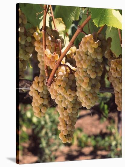 Chardonnay Grapes in Vineyard, Carneros Region, California, USA-null-Stretched Canvas