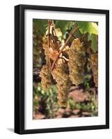 Chardonnay Grapes in Vineyard, Carneros Region, California, USA-null-Framed Photographic Print