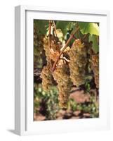 Chardonnay Grapes in Vineyard, Carneros Region, California, USA-null-Framed Photographic Print