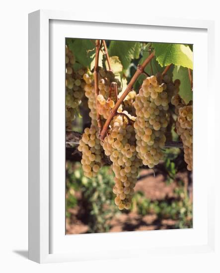 Chardonnay Grapes in Vineyard, Carneros Region, California, USA-null-Framed Photographic Print