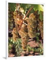 Chardonnay Grapes in Vineyard, Carneros Region, California, USA-null-Framed Photographic Print