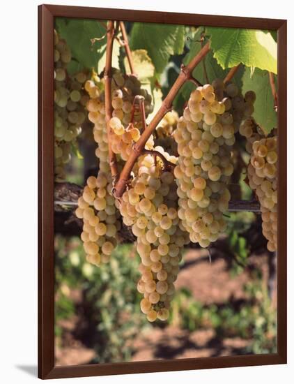 Chardonnay Grapes in Vineyard, Carneros Region, California, USA-null-Framed Photographic Print