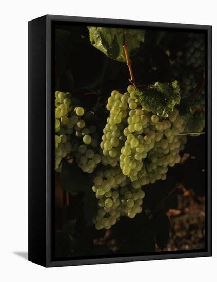 Chardonnay Grapes in Vineyard, Carneros Region, California, USA-null-Framed Stretched Canvas