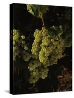 Chardonnay Grapes in Vineyard, Carneros Region, California, USA-null-Stretched Canvas