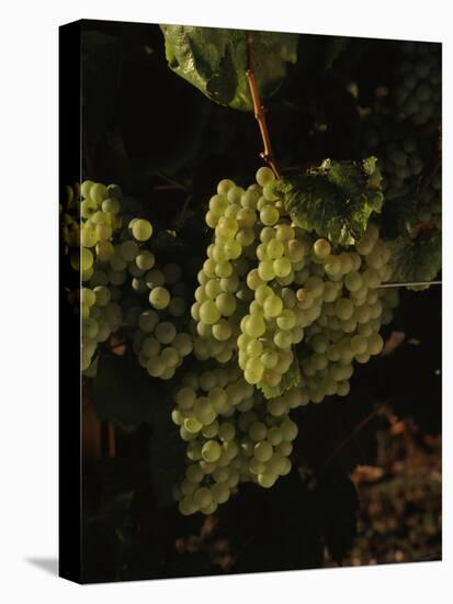 Chardonnay Grapes in Vineyard, Carneros Region, California, USA-null-Stretched Canvas