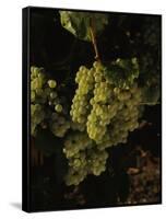 Chardonnay Grapes in Vineyard, Carneros Region, California, USA-null-Framed Stretched Canvas