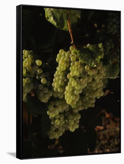 Chardonnay Grapes in Vineyard, Carneros Region, California, USA-null-Framed Stretched Canvas