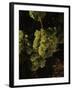 Chardonnay Grapes in Vineyard, Carneros Region, California, USA-null-Framed Premium Photographic Print