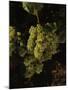 Chardonnay Grapes in Vineyard, Carneros Region, California, USA-null-Mounted Premium Photographic Print