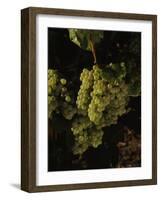 Chardonnay Grapes in Vineyard, Carneros Region, California, USA-null-Framed Photographic Print