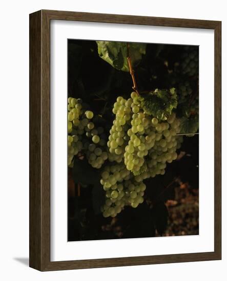 Chardonnay Grapes in Vineyard, Carneros Region, California, USA-null-Framed Photographic Print