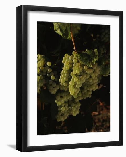 Chardonnay Grapes in Vineyard, Carneros Region, California, USA-null-Framed Photographic Print