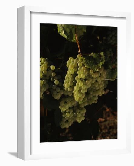 Chardonnay Grapes in Vineyard, Carneros Region, California, USA-null-Framed Photographic Print