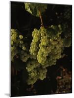 Chardonnay Grapes in Vineyard, Carneros Region, California, USA-null-Mounted Photographic Print