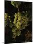 Chardonnay Grapes in Vineyard, Carneros Region, California, USA-null-Mounted Photographic Print