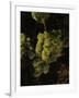 Chardonnay Grapes in Vineyard, Carneros Region, California, USA-null-Framed Photographic Print