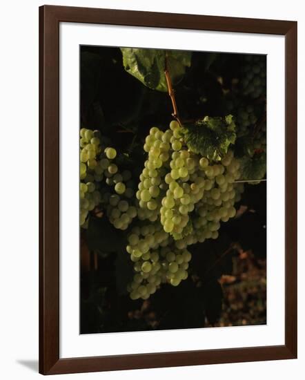 Chardonnay Grapes in Vineyard, Carneros Region, California, USA-null-Framed Photographic Print