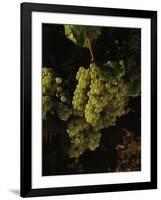 Chardonnay Grapes in Vineyard, Carneros Region, California, USA-null-Framed Photographic Print
