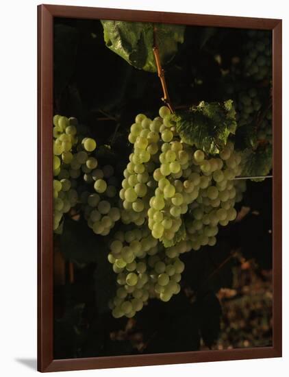 Chardonnay Grapes in Vineyard, Carneros Region, California, USA-null-Framed Photographic Print