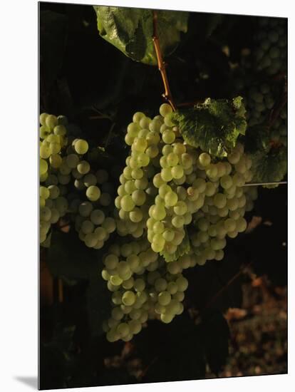 Chardonnay Grapes in Vineyard, Carneros Region, California, USA-null-Mounted Photographic Print